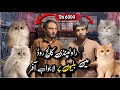 Rawalpindi College Road | Big Offer On Beautiful Kitten Shop In 2026 | Shahzain Animals Vlogs