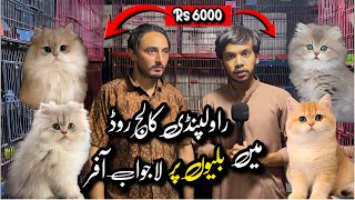 Rawalpindi College Road | Big Offer On Beautiful Kitten Shop In 2026 | Shahzain Animals Vlogs