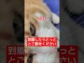 到着したらとっととご飯をください #しゃべる猫