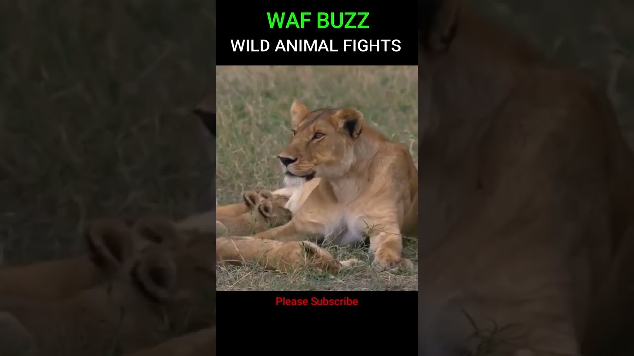 Great! Mother Lion Attacks Hyena To Protect Her Cubs 