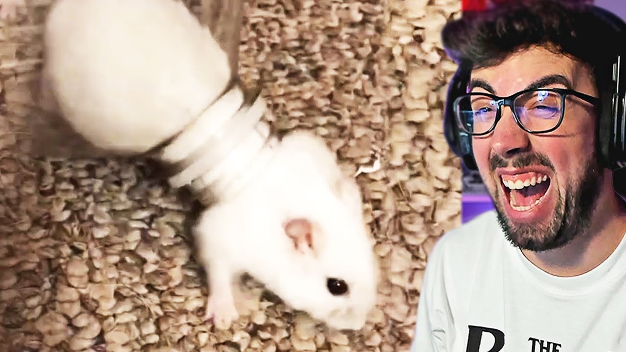 Si te RIES PIERDES nivel DIOS EXTREMO RANDOM MEMES DIVERTIDOS ! 😂