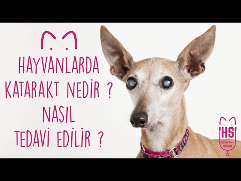 Video: Köpek Hiperfosfatemi