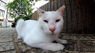 【今週のボツ動画】短い野良猫動画まとめて公開