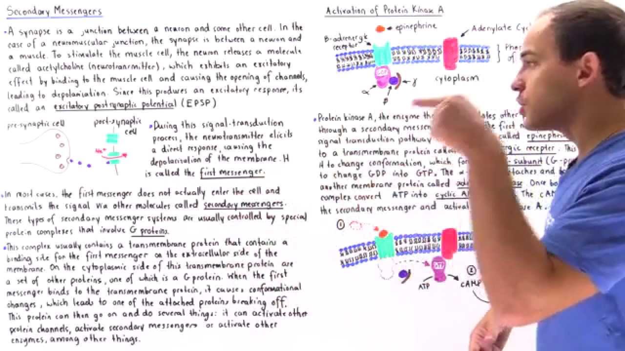 Secondary Messenger Systems