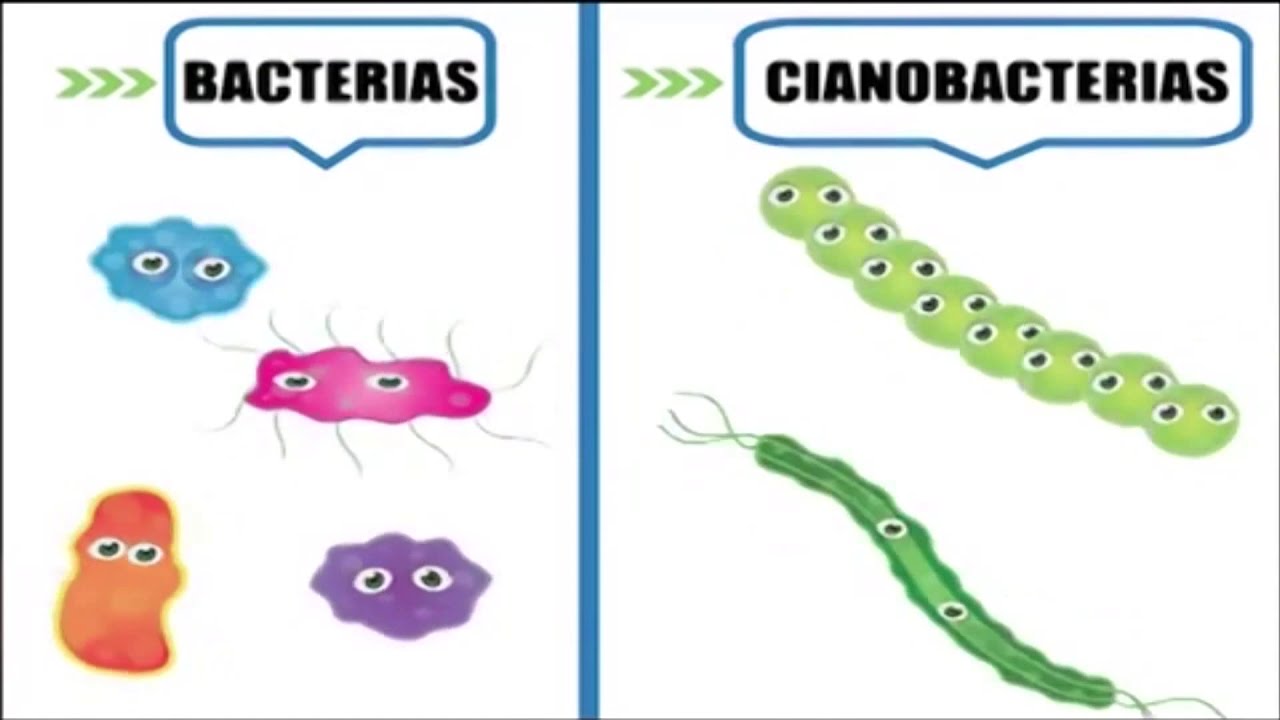 Reino monera - bacterias 5 6