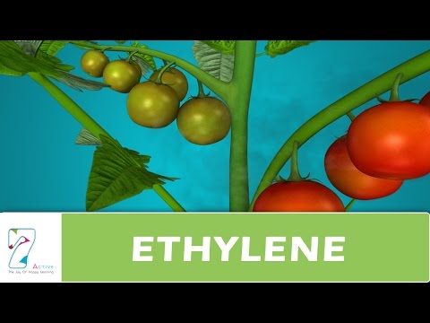 Video: Wo wird Ethylen in Pflanzen produziert?