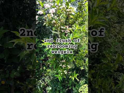 Reblooming Weigela On Its 2Nd Flush Vs. 1St Flush Garden Flower Weigela