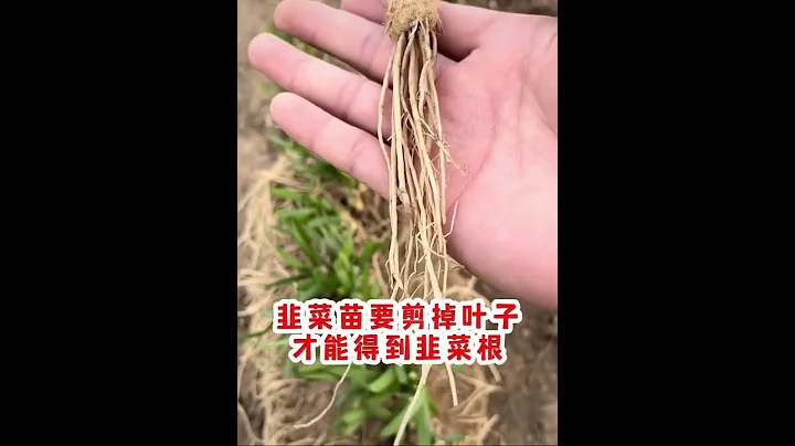 蔬菜種植技巧#懶人種菜 #韭菜種植#家庭菜園 #小技巧 - 天天要聞
