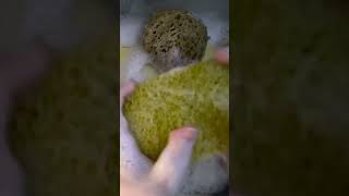 #asmr #oddlysatisfying #spongerinse #spongeasmr #soap #satisfying  #spongesqueezing#waterasmr#sponge
