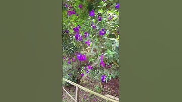 Hành Trình Đến Làng Cù Lần – Khám Phá Vẻ Đẹp Bình Yên Ở Đà Lạt”(P1)#vlogcuocsong