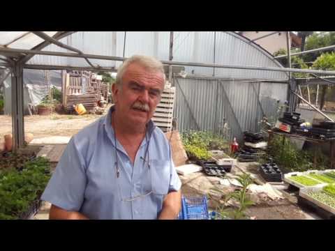 Video: Semi e talee di cumino: propagazione delle erbe di cumino nel giardino