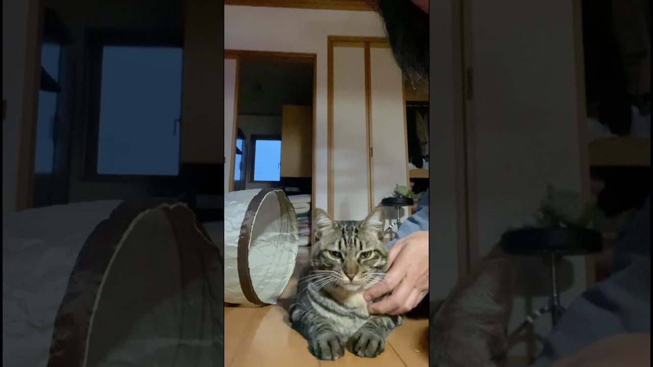 今朝のトラジ。5時はまだ空が暗いし、寒い。 #猫 #早起き #キジトラ #shorts