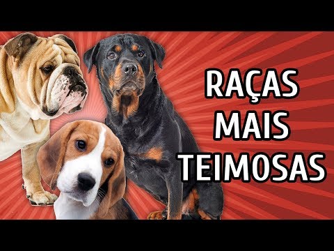 Vídeo: 10 raças de cães que são incrivelmente teimosos