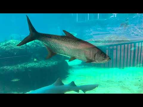 Cayman Turtle Center. Черепаший центр на Каймановых островах