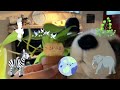 🇯🇵Jポップシリーズ🌿 【AMAZING LIFE】🌱MISIA @ぬいぐるみゅーじっく