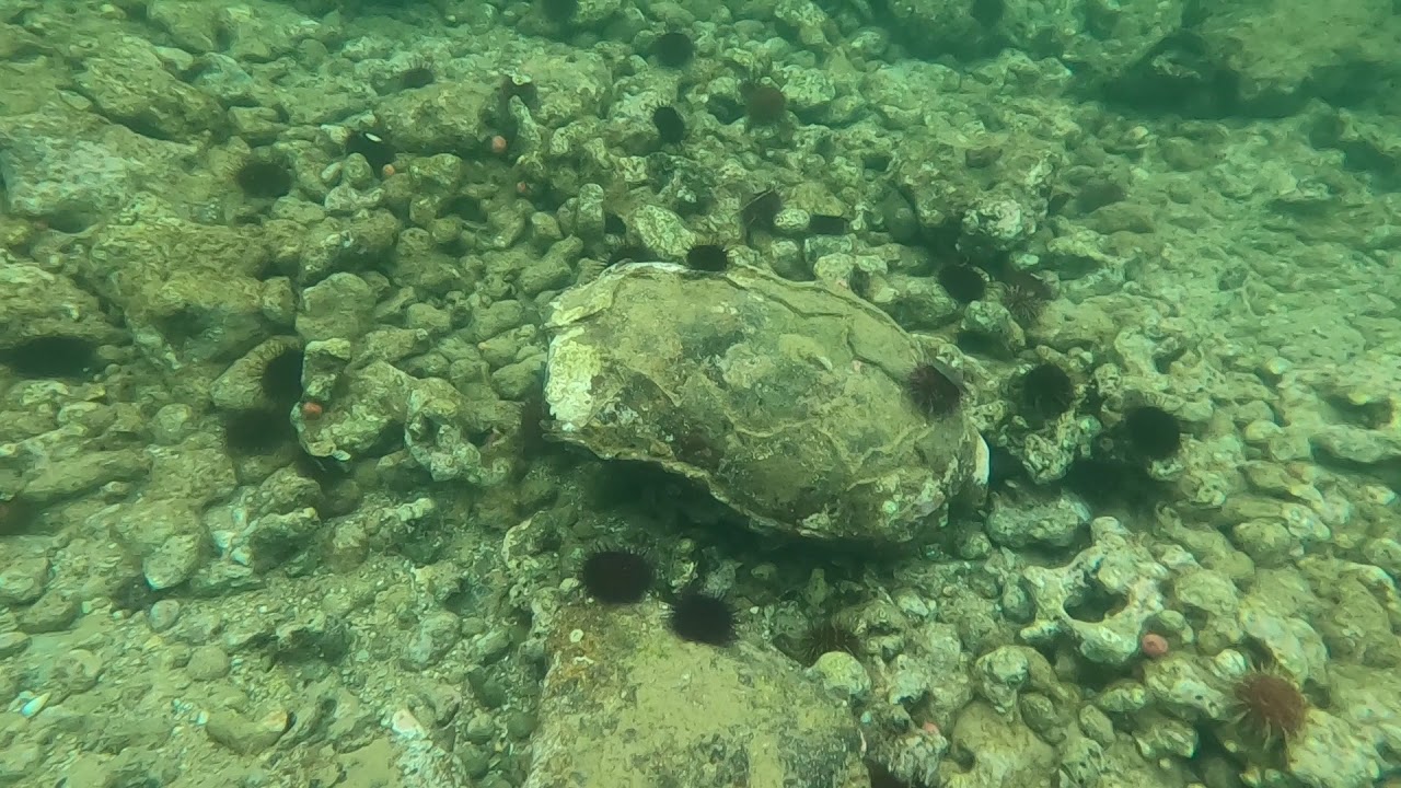 Sea urchins at Beaumaris Bay Fossil Site