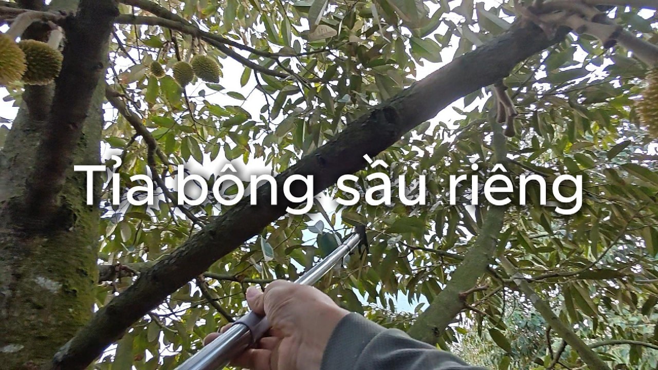 Tỉa bông sầu riêng mùa 2026 | Phạm Hoàng Thắng