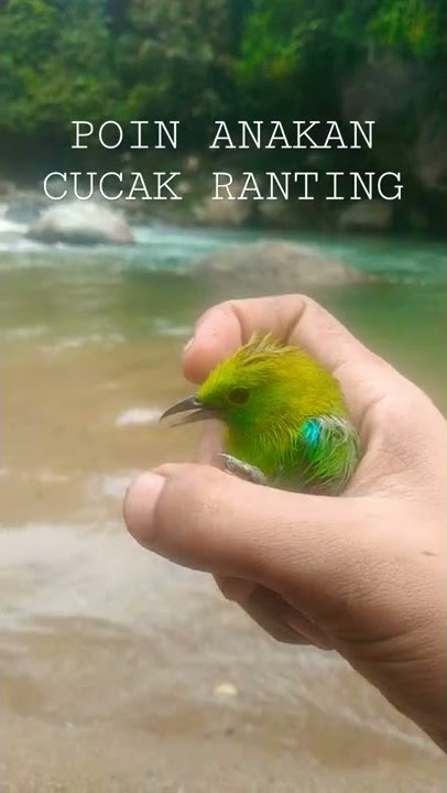 cucak Rante anakan