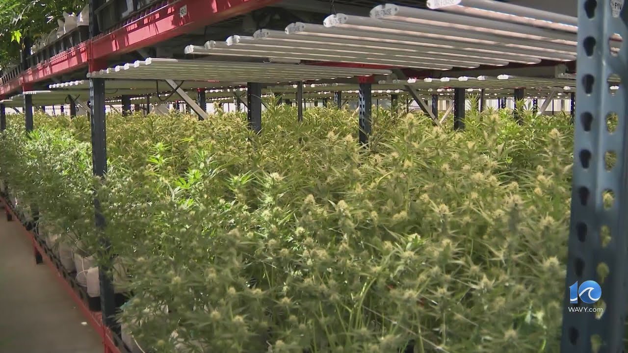 2 NC bills filed to legalize marijuana