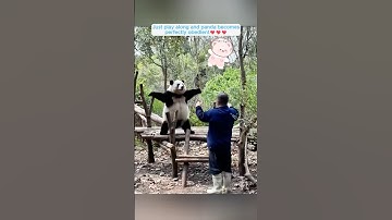 How are pandas still not extinct being this clumsy?