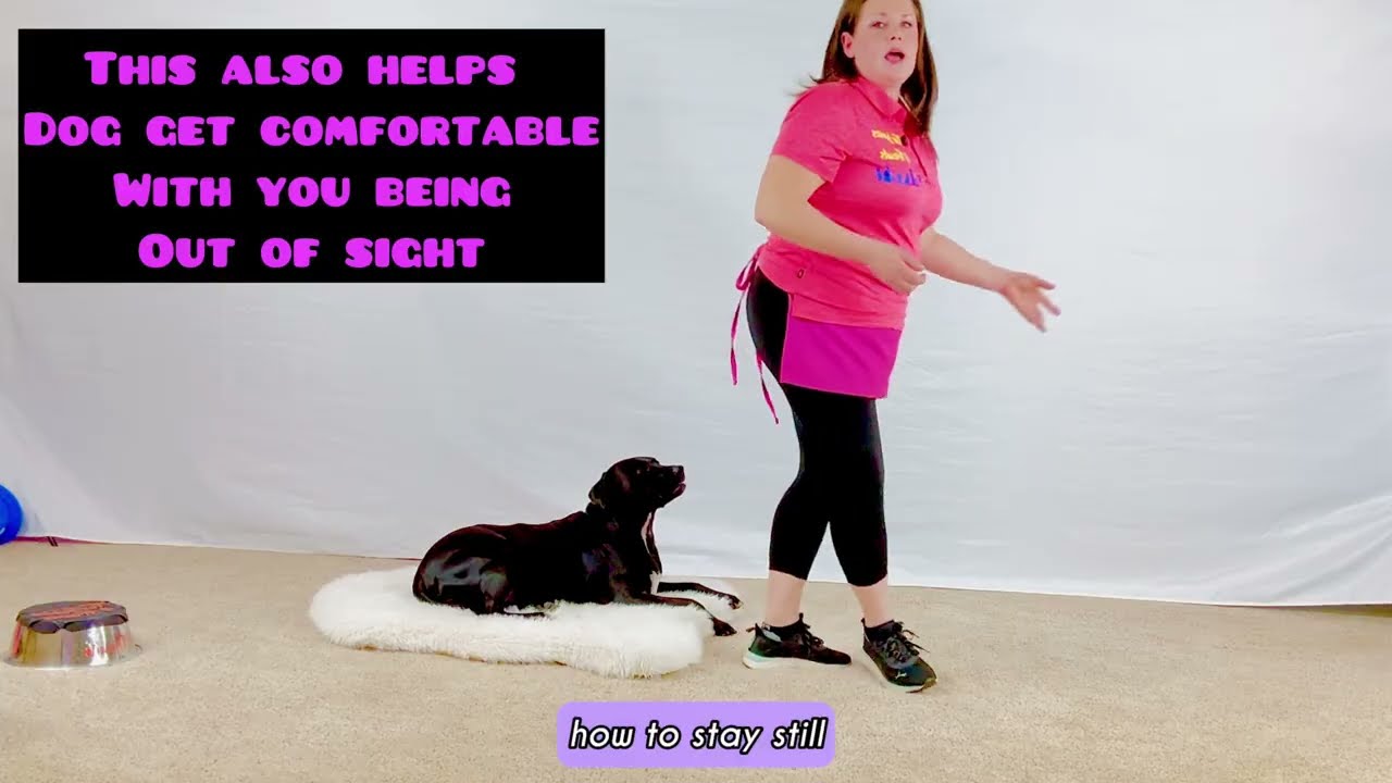 Train a Portable Place Command | Calm Dogs at Home, Restaurants & Coffee Shops