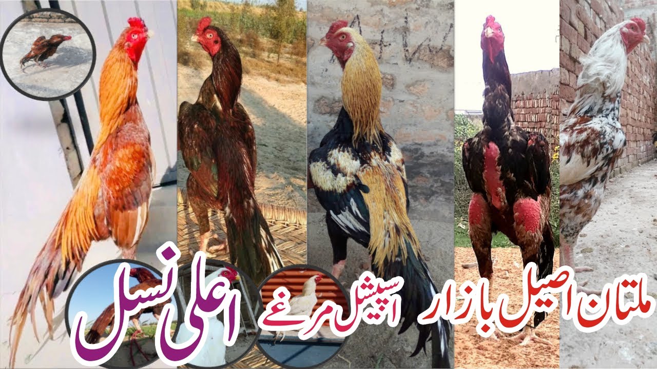 Saeed Multan Special Aseel in Multan Aseel Murga Mandi | 13.10.2022.Saeed Pets.0312 ...