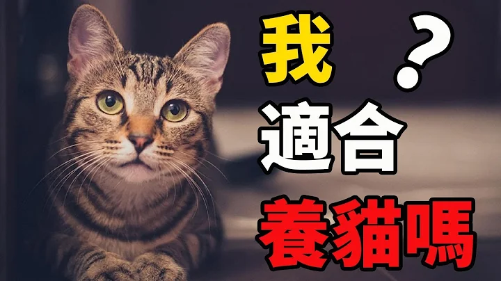 我适合养猫吗？养猫前需要考虑的4件事！ - 天天要闻