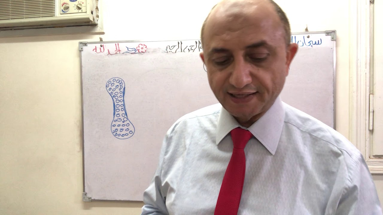 Bone ossification part1