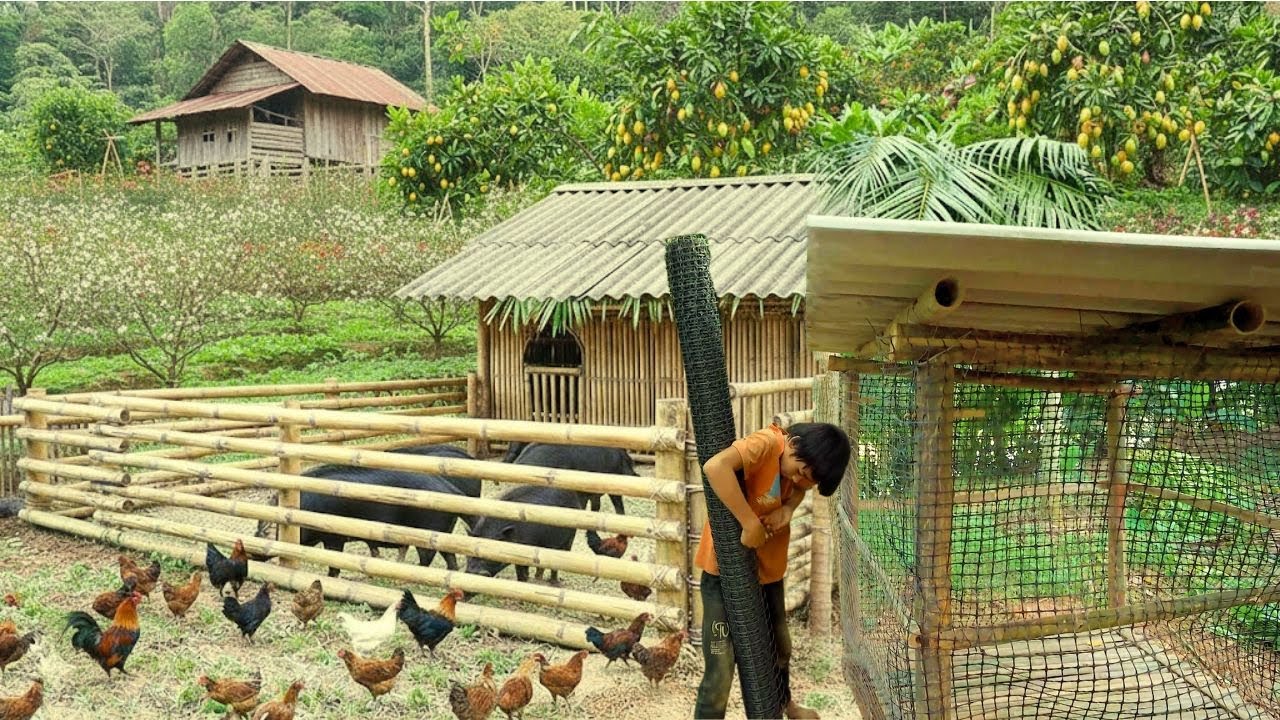 The Orphan Boy Builds a Chicken Coop to Keep the Chickens Safe During Storms.