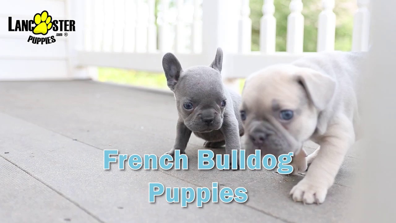 French Bulldog Puppies YouTube