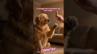 ¿Tu peludo también sufre de "sordera selectiva" a la hora de entrenar? 😂