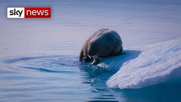 Scientists test radical ways to repair Earth