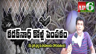Kadaknath Chicken Farming  Kadaknath Chicken Farming In Telugu  Ap6 News