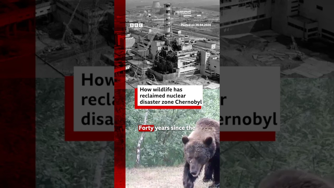 How is wildlife surviving in Chernobyl? #Chernobyl #Ukraine #BBCNews