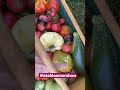 Big Tomato Haul #latebloomer #gardeningvideos #heirloomtomatoes #garden #gardening