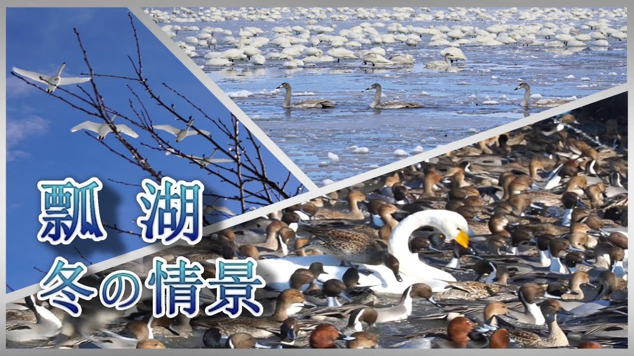 瓢湖 冬の情景 2021 ～えさやりの時間が凄いことに、、（新潟県阿賀野市）