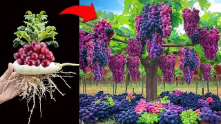 Unique technique of growing eggplant with grapes fruit using Aloe Vera to make amazing fruit