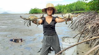 Catching Many Huge Mud Crabs at Swamp after Water Low Tide