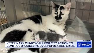 Nonprofit tackles cat overpopulation crisis in Brooklyn by Flatbush Cats 1,366 views 1 hour ago 1 minute, 50 seconds