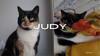 My cat Judy ❤