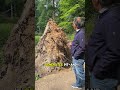 🌳 Why dead wood matters - 🎙️ Interview with Prof. Gianluca Piovesan