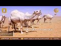 انا شف بالي شوفة الوضح يافهاد الشاعر خالد المذعور انا شف بالي شوفة الوضح يافهاد الشاعر خالد المذعور