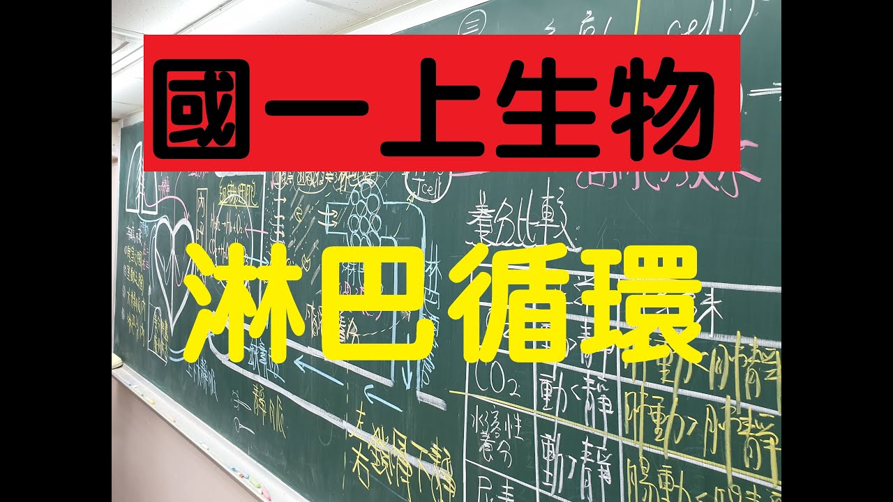 國一上生物 4-3 動物體內的運輸．淋巴循環，淋巴液哪裡來，往哪裡流要搞清楚｜國一生物 | 108課綱