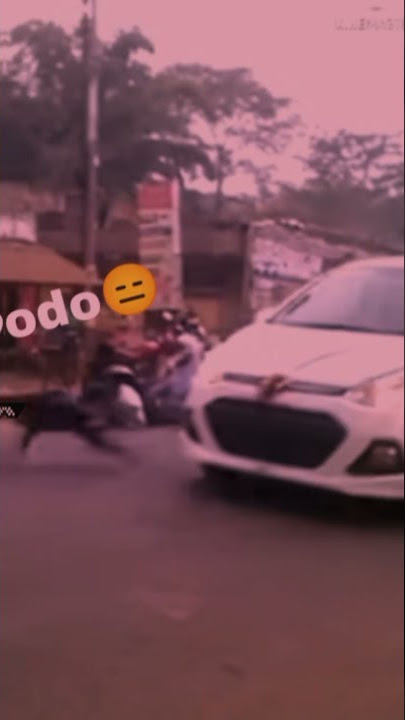 bodo anjing itu robos