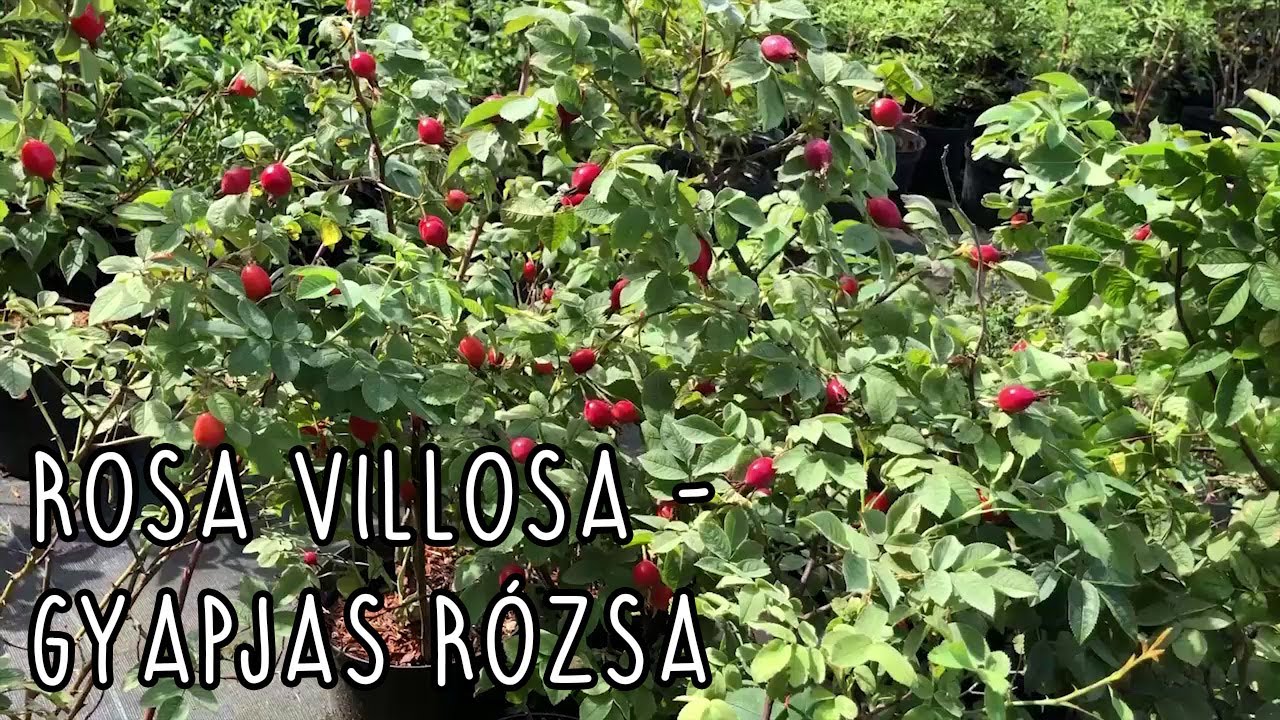 nemi férgek pinwormok segítenek