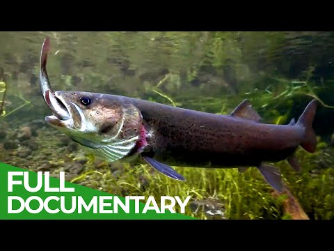 Alpine Rivers: The Cradle of Life | Free Documentary Nature