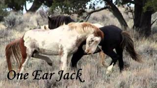 Oregon's Wild Side presents ~Mustangs on the Steens