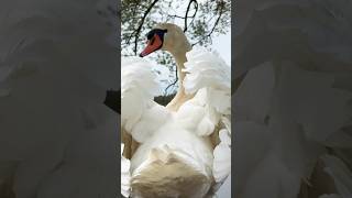 Крупный план, вид сзади 🦢 #лебедь #милоевидео #swan #лебеди #мило #крупныйплан #birds