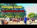 El Corralero que Hace reir a sus Vacas y a Todos.