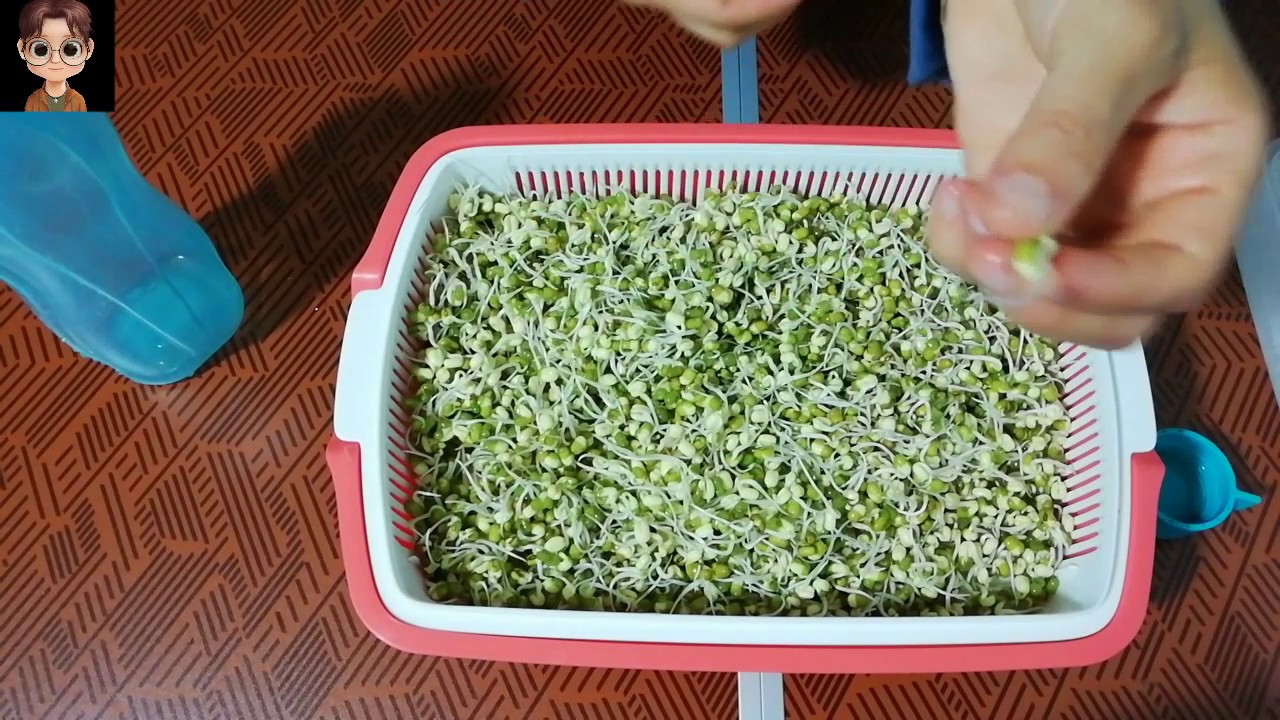 Maş fasulyesi nasıl filizlendirilir? MAŞ fasülyesi Filizlendirme-Bakliyat filizlendirme-Çimlendirme